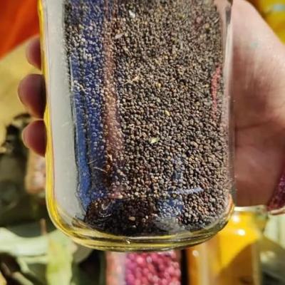 Namakwali Pahadi Jhakhiya Seeds (Wild Mustard Seeds), 200gm | As Seen On SharkTank India S3