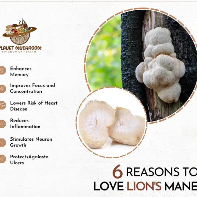 Lion's Mane (100% Dried Fruit Body, 50gms Box) | Planet Mushroom